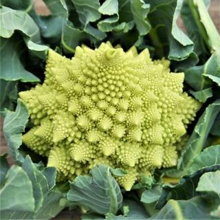 Blumenkohl Romanesco