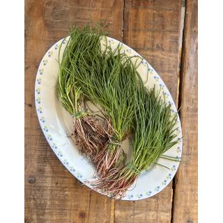 Mönchsbart - Roscano Agretto  ´ca.100g