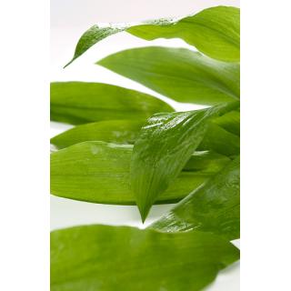 Bärlauch lose samenfest