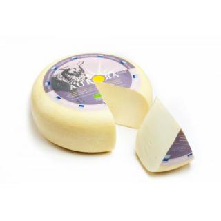 Gouda jung Schaf **