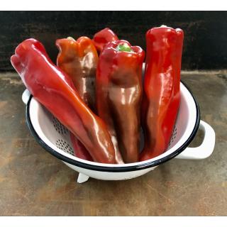 Spitzpaprika rot