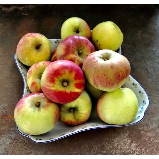 Apfel Admiral (extrem saftig, aromatisch, violette Backen)