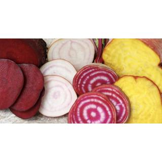 Bunte Bete (rot, gelb, rot/weiß geringelt)