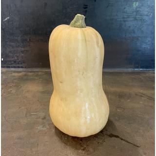 Kürbis Butternut