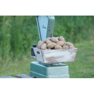 Ditta Speisekartoffel - festkochend (Salatkartoffel)